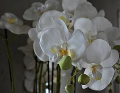 ravishing Orchids Flowers