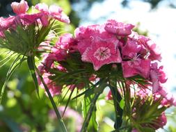Sweet William Blossom