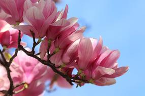 Pink Flowers of Magnolia at blue sky