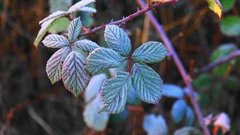 Hoarfrost Eiskristalle Bramble flowers