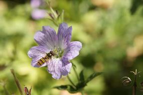 Hover Fly on geranium Flower