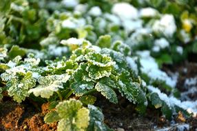extraordinarily beautiful Parsley Herbs
