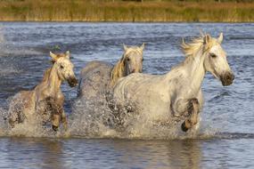 Camargue Horses