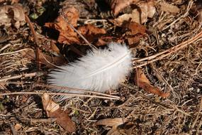 unusually beautiful Leaves Feather