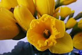 impressively beautiful Spring Daffodils
