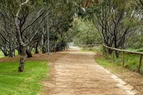 ravishing Nature Trees