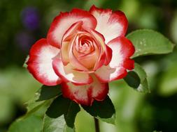 wonderful Rose rd white Blossom
