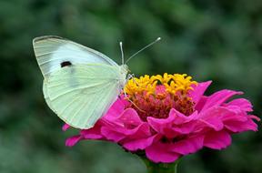 Butterfly Insect and Flower