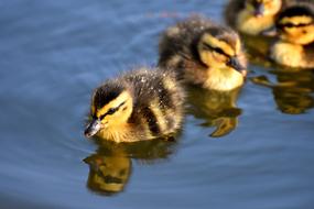 small Mallard Ducklings