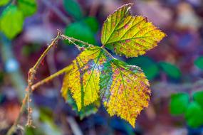 wonderful Leaf Colorful Nature