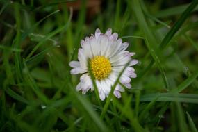 chamomile in green tall grass in the rain