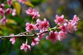 incredibly beautiful Flowers Nature