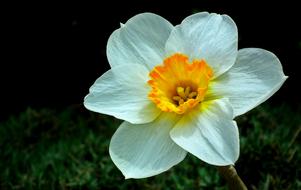 macro photo of a white narcissus on a dark background