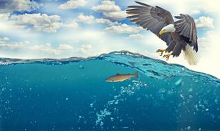 White Tailed Eagle Adler