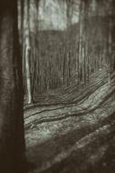 Walkway through bare Forest