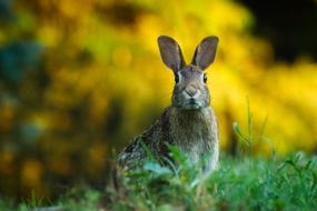incredibly beautiful Rabbit Hare Animal