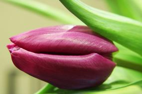 absolutely beautiful Violet Green flower