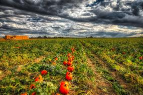 Ripe orange pumpkins on a farm bad on beautiful landscape under cloudy sky in Colorado