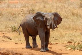 Africa elephant