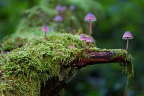 Mushroom Moss Mini