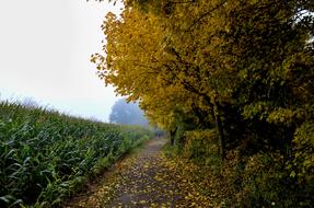 Foggy Autumn Landscape