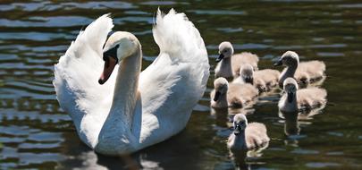 absolutely beautiful Swan with Babies