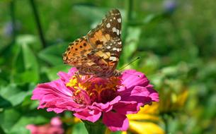 ravishing Butterfly orange