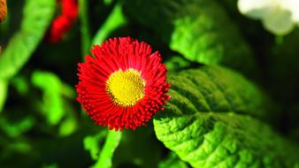 TausendschÃ¶n Blossom