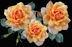 Roses Apricot