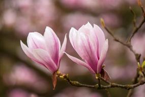 ravishing Spring Magnolia
