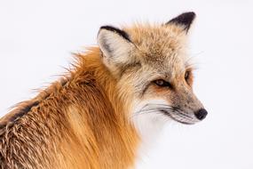 ravishing Red Fox Wildlife