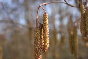 Hazel Tree bud