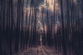 bare trees in Forest at dusk