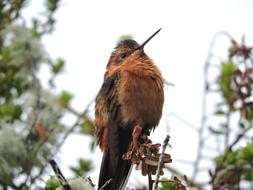 unusually beautiful Hummingbird