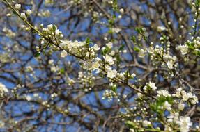 unusually beautiful Flowers White Tree