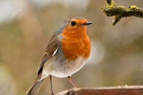 red breast Robin, songbird close up