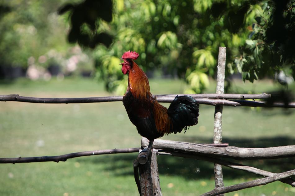 Beautiful and colorful rooster, on the wooden fence, among the colorful plants