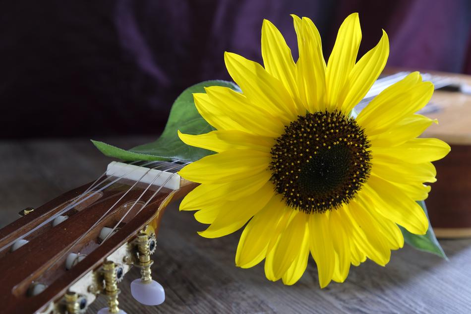 guitar and sunflower