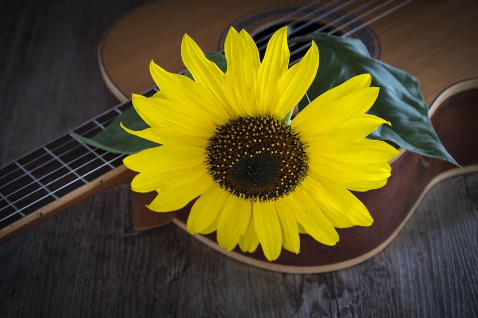 sunflower and acoustic guitar