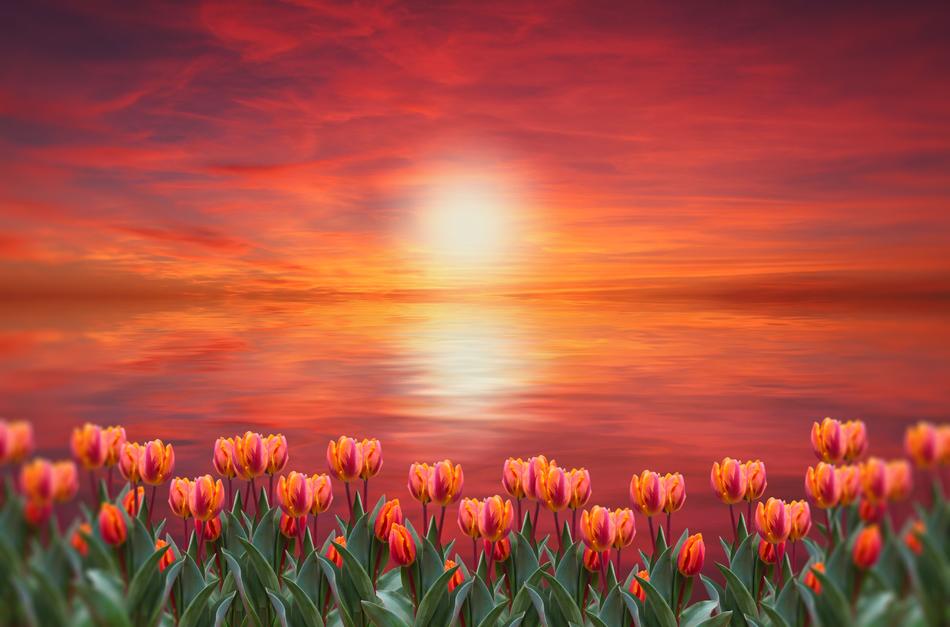 red tulips and sunset