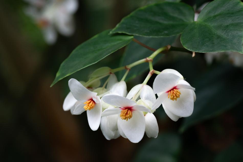 Close-up of the beautiful, white and orange flowers of the Brazilian Begonia, with the green leaves