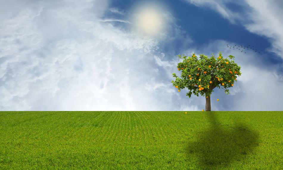 Tree on meadow in Nature