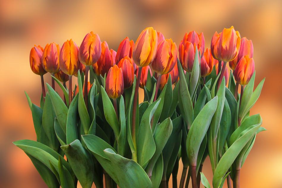 amazing orange Flowers