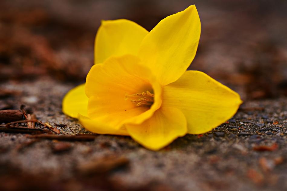 amazing Daffodil Flower