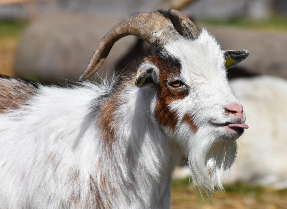 Cute, colorful and beautiful, fluffy goat, with the tongue out, on the colorful pasture
