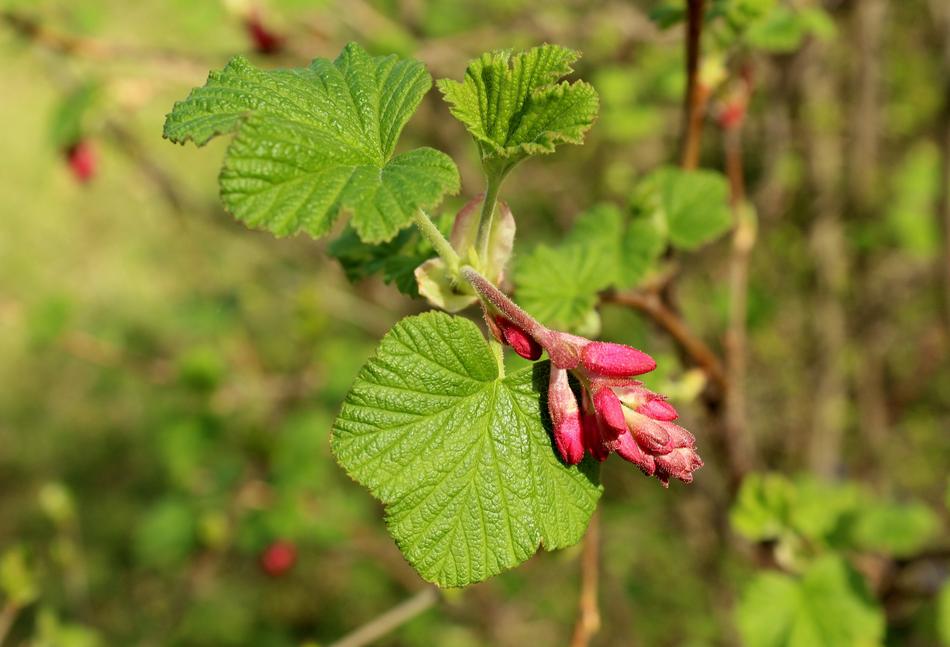 Currant Decorative in the garden on a blurred background