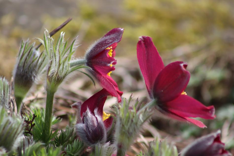 Pulsatilla, red Pasqueflowers close up