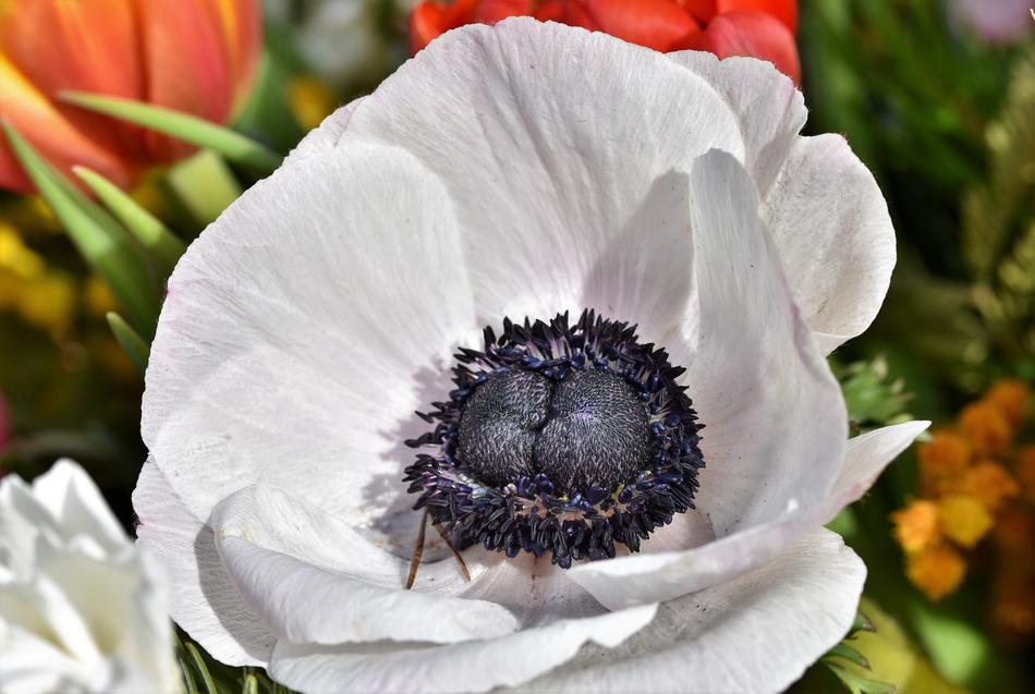 amazing Poppy Flower