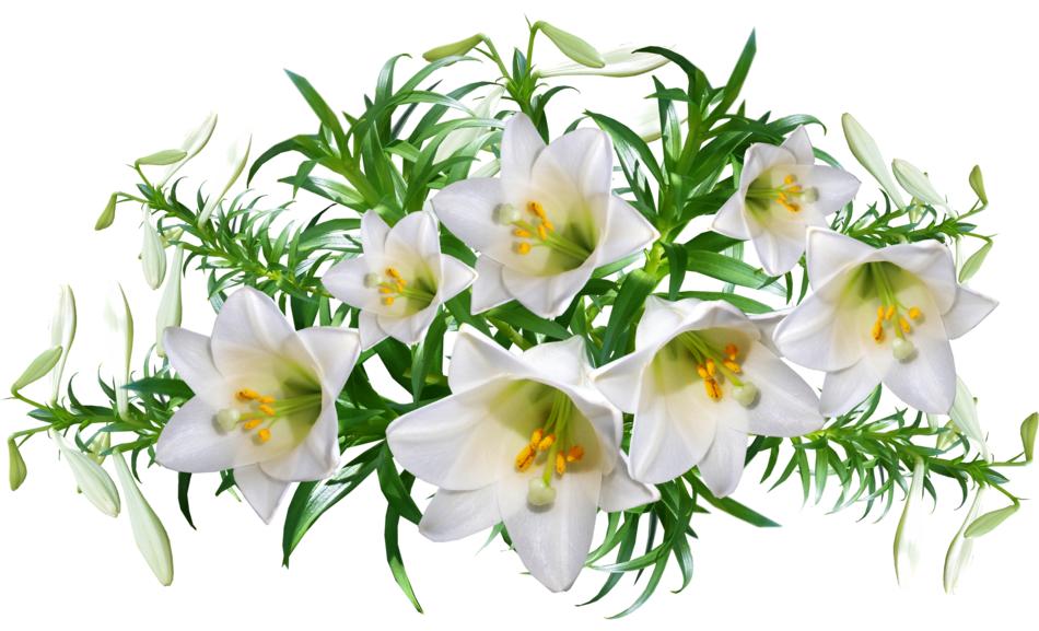 Beautiful yellow and white lily flowers on white background