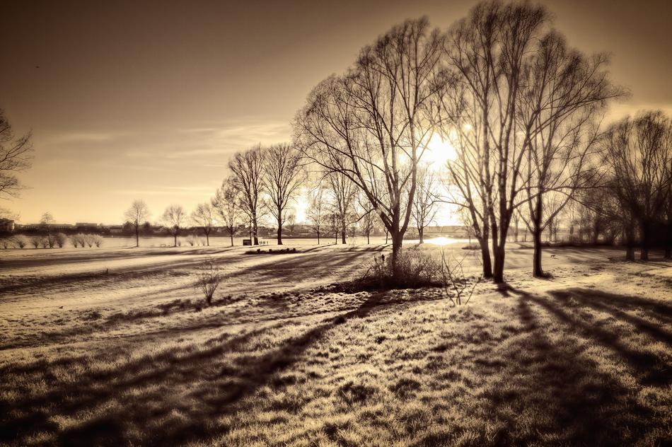 trees backlighted by evening sun